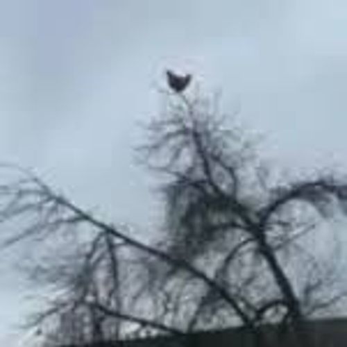 chicken screaming