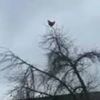 chicken screaming